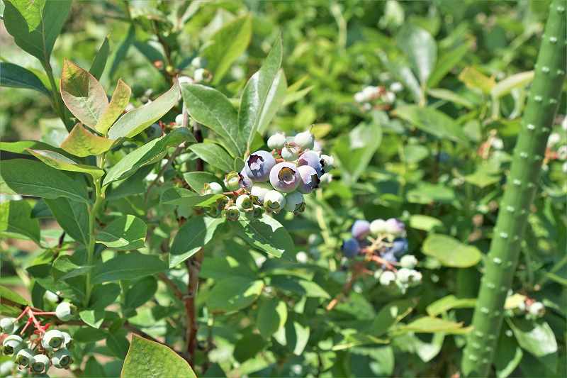 カンパーナ六花亭敷地内のブルーベリーの木