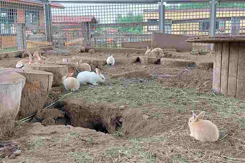 星に手のとどく丘キャンプ場のうさぎ小屋