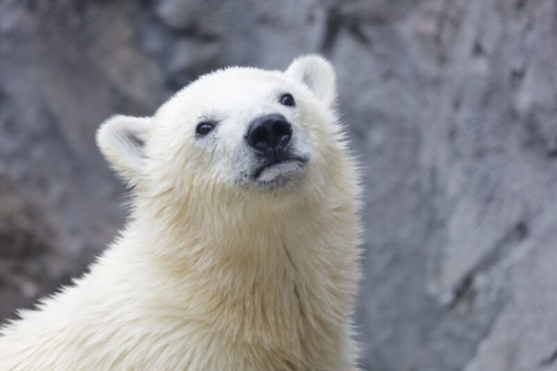 旭山動物園　シロクマ